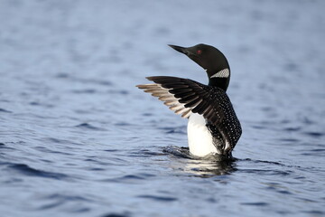 Common Loon