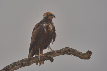 western marsh harrier in the mist