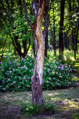 Wiosna w Parku Lotników Polskich koło Tauron Arena w Krakowie - Polska. Pień drzewa na tle fioletowych kwiatków.