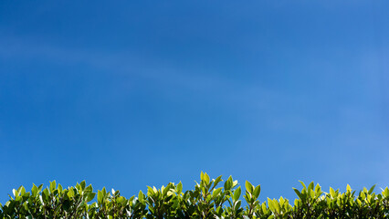 Image of a balcony of trees with a beautiful sky background.