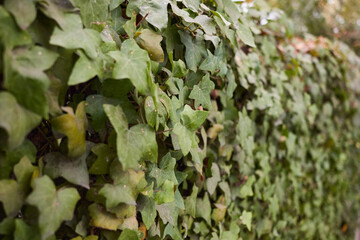 leaves of climbing plants on a wall