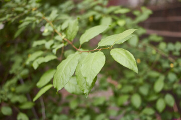 Fototapeta na wymiar vegetation leaves nature and green background