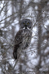 Great Gray Owl