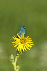 Indigo Bunting