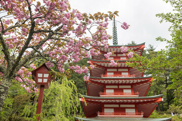 cherry kanzan pink sakura and Chureito pagoda, Yamanashi