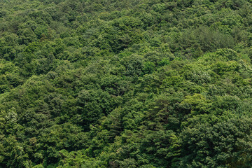 green tea plantation