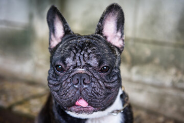 Portrait of young cute black French bulldog dog puppy