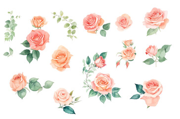 set of roses watercolor illustration. hand drawn, isolated white background, flower clipart, for bouquets, wreaths, arrangements, wedding invitations, anniversary, birthday, postcards, greetings, card