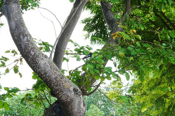 The Eurasian magpie, scientifically known as Pica pica, is a bird species belonging to the crow family, Corvidae. Magpies are known for their striking black-and-white plumage|喜鹊