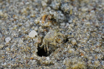 Ocypode stimpsoni, commonly known as the horned ghost crab, is a species of crab found in the coastal regions of East Asia, particularly in places like Japan and Korea. 斯氏沙蟹