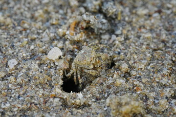 Ocypode stimpsoni, commonly known as the horned ghost crab, is a species of crab found in the coastal regions of East Asia, particularly in places like Japan and Korea. 斯氏沙蟹