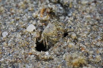 Ocypode stimpsoni, commonly known as the horned ghost crab, is a species of crab found in the coastal regions of East Asia, particularly in places like Japan and Korea. 斯氏沙蟹
