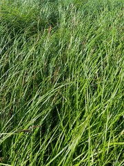Sedge grass green natural background
