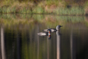 Knuthöjdsmossen 