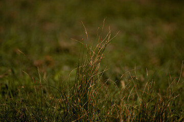 Pasto