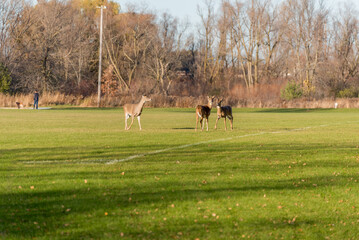 White-tailed Deer In The Park In November