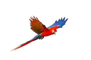 Scarlet macaw parrot flying isolated on transparent background png file - obrazy, fototapety, plakaty
