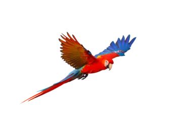 Fotobehang Scarlet macaw parrot flying isolated on transparent background png file © Passakorn