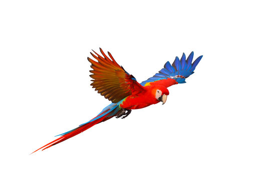 Scarlet macaw parrot flying isolated on transparent background png file