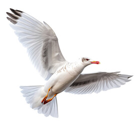 Fototapeta premium Flying seagull isolated on the transparent background PNG. AI generative.