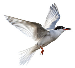 Fototapeta premium Flying Tern isolated on the transparent background PNG. AI generative.