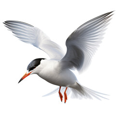 Obraz premium Flying Tern isolated on the transparent background PNG. AI generative.