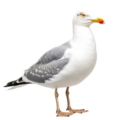 seagull isolated on the transparent background PNG. AI generative.