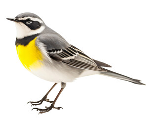 Obraz premium gray wagtail isolated on the transparent background PNG. AI generative.