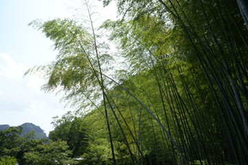 Fototapeta premium Bamboo Forest and Traditional Japanese Garden at Senganen Garden Park in Kagoshima, Japan - 日本 鹿児島 仙巌園 日本庭園 竹林