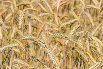 Nahaufnahme Getreidefeld im Sommer