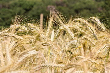 Getreidefeld im Sommer