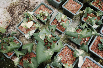 the nursery of the wild variegated plants