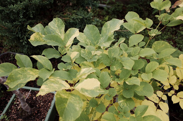 the nursery of the wild variegated plants