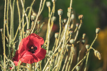 Red poppy flower in warm tones