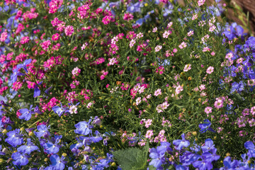 Colorful blooming flowerbed.