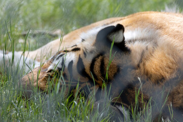 top of amur tiger head laying in grass sleeping - obrazy, fototapety, plakaty