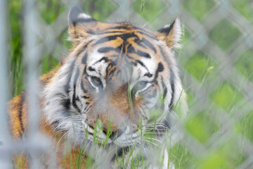 amur tiger staring straight into camera through fence