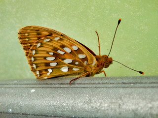 Dark Green Fritillary (Speyeria aglaja) resting on an aluminium bar in a polytunnel
