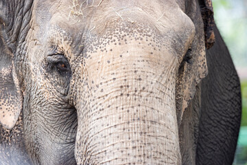 close up of an elephant face - obrazy, fototapety, plakaty