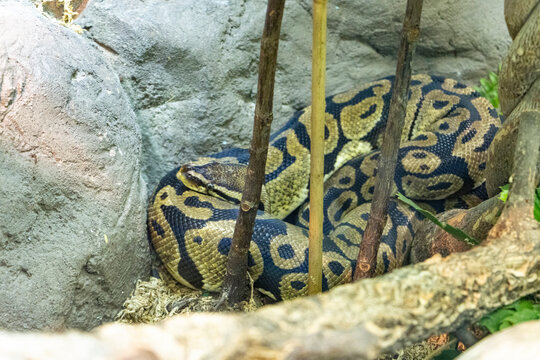 large python snake curled up beside rock