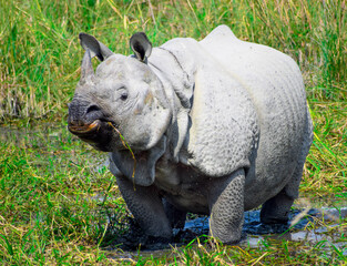 Rhino of Manas National Park