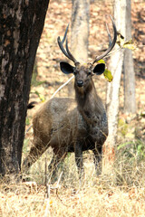 Sambar deer(Rusa unicolor) in the forest image