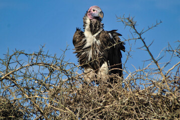 A white headed vulture in its nest, Tanzania