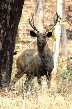 Sambar deer(Rusa unicolor) in the forest image