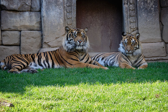 Tigres de Sumatra