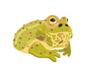 Frog. Vector cute isolated illustration of reptile.