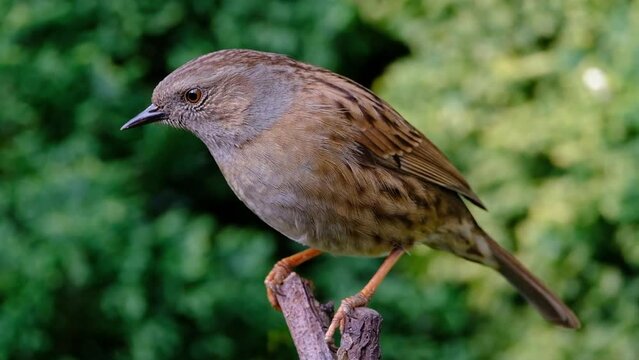 The dunnock is a small passerine, or perching bird, found throughout temperate Europe and into Asian Russia. Dunnocks have also been successfully introduced into New Zealand.