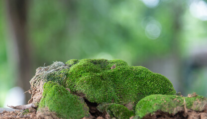 Blurred image for background of green bokeh on nature.Light bokeh, Abstract blurred background.