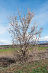 Blooming tree on blue sky background