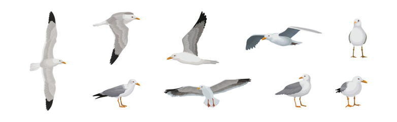 Gray and White Seagull Bird in Different Pose Vector Set
